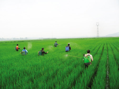 今年全國稻飛虱累計(jì)發(fā)生2.6億畝次