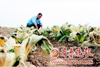 30多畝白菜被噴農(nóng)藥致絕產(chǎn) 百草枯竟成作案工具